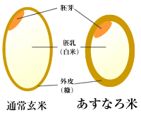 玄米とみどり玄米の比較