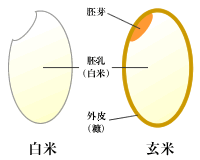 玄米の構造